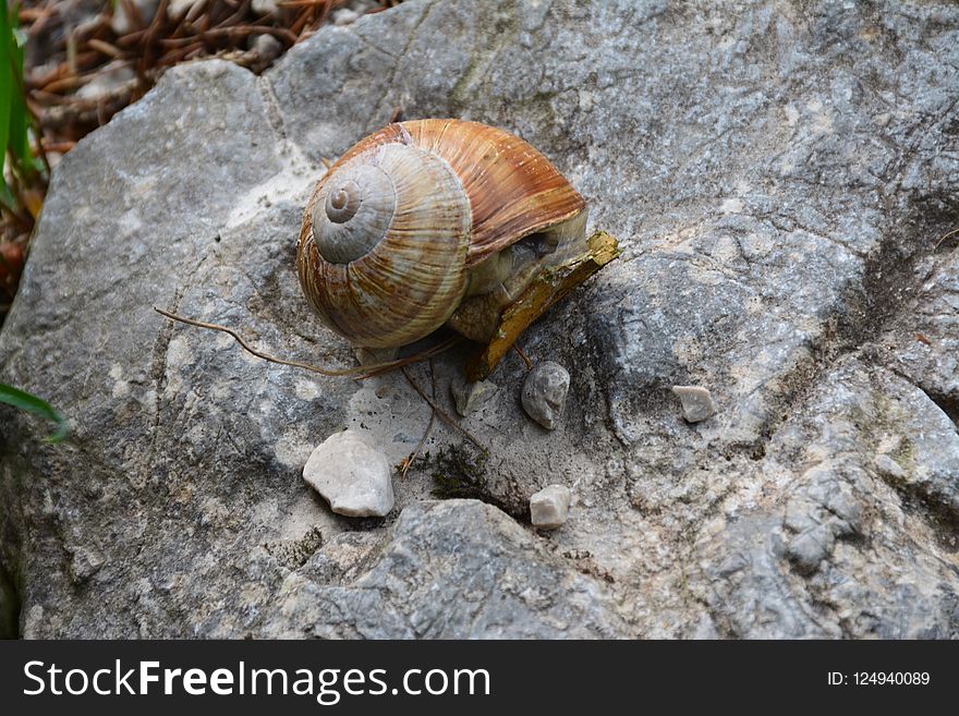 Snail, Snails And Slugs, Terrestrial Animal, Invertebrate