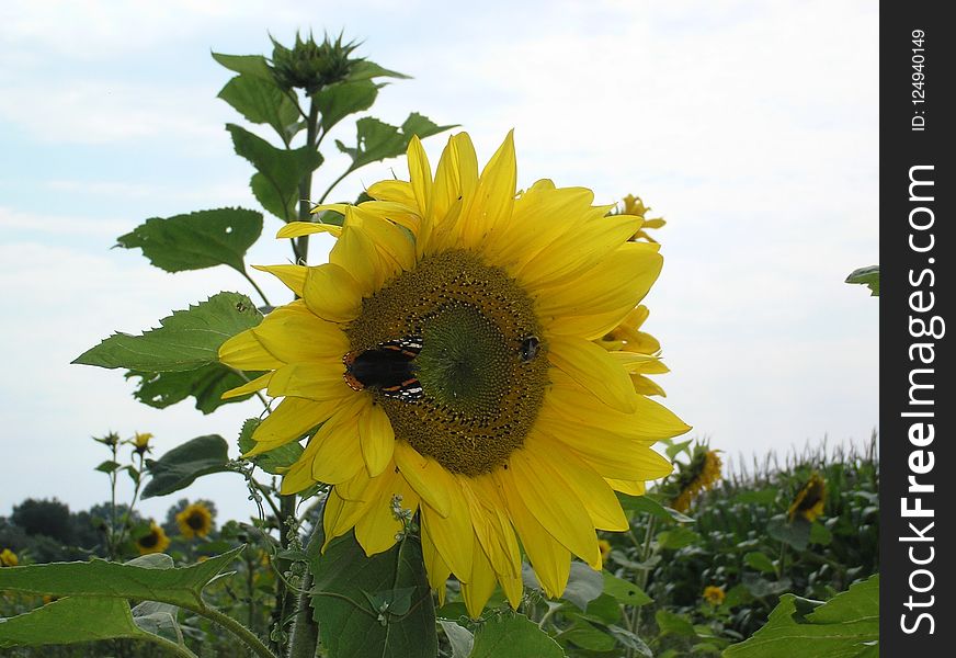 Sunflower, Flower, Yellow, Sunflower Seed