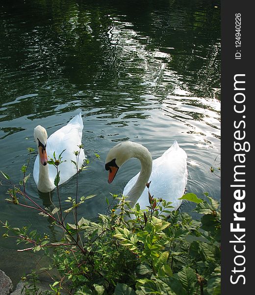 Bird, Water, Swan, Pond