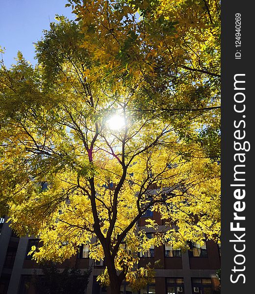 Tree, Yellow, Nature, Leaf