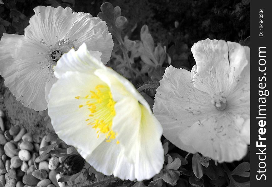 Flower, White, Black And White, Yellow