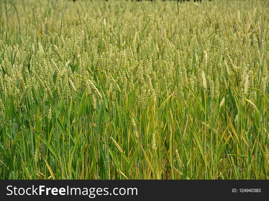 Crop, Grass, Food Grain, Grass Family