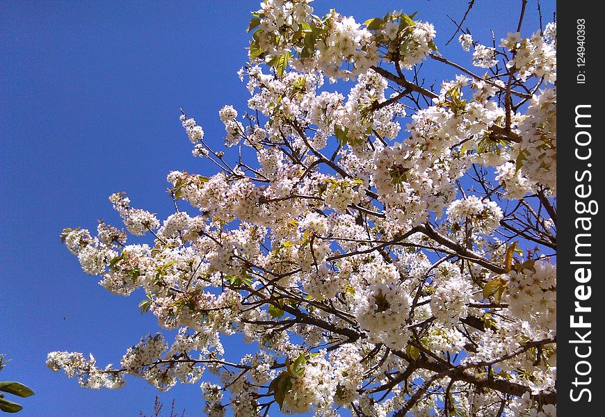 Sky, Blossom, Plant, Spring