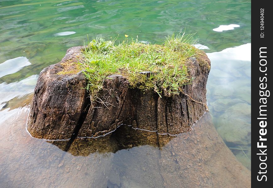 Water, Rock, Plant, Tree