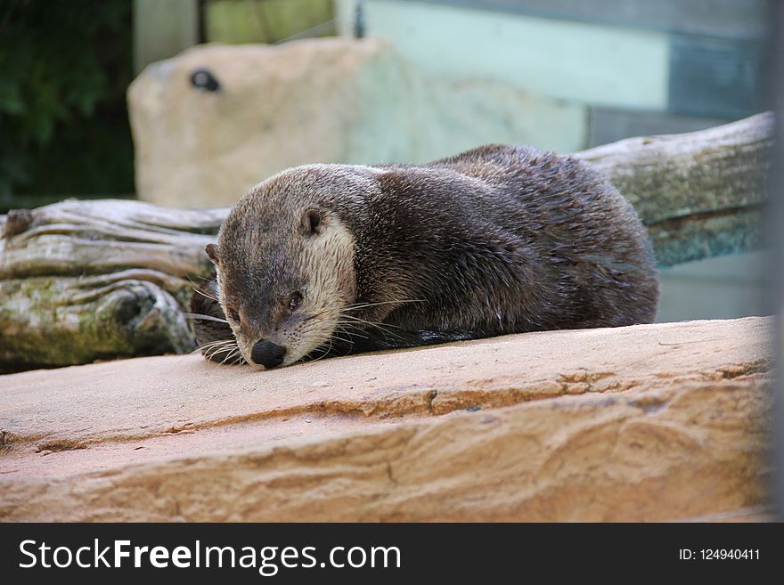 Otter, Mammal, Fauna, Mustelidae