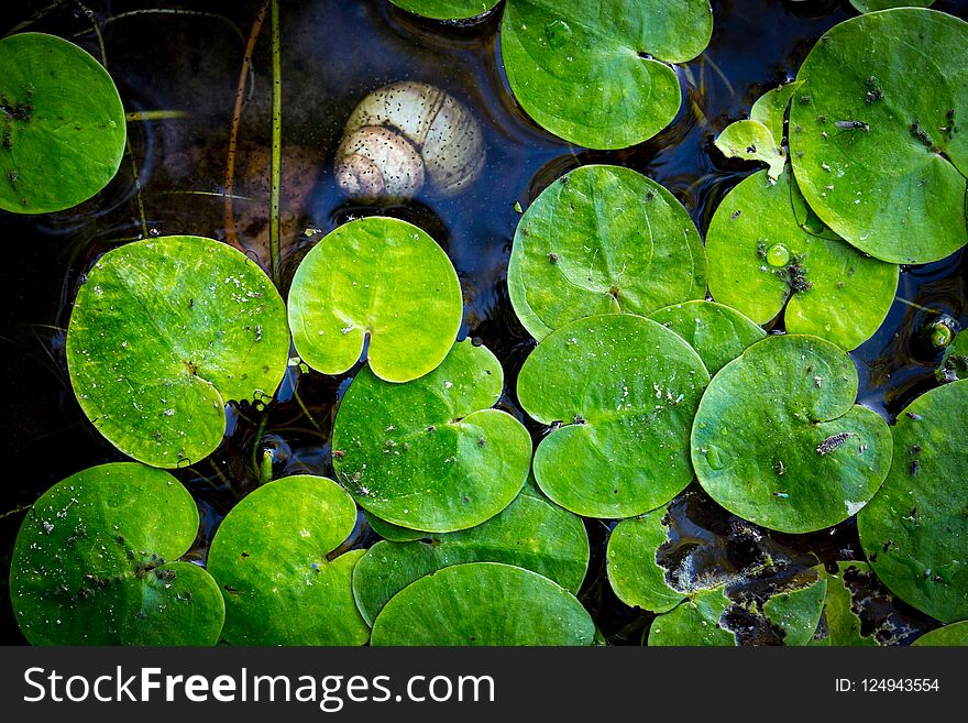 Green Leafs On Lake Water Surface