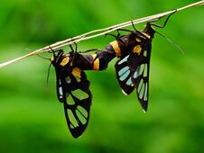 The Two Butterflies Are Mating On The Plant Stock Image