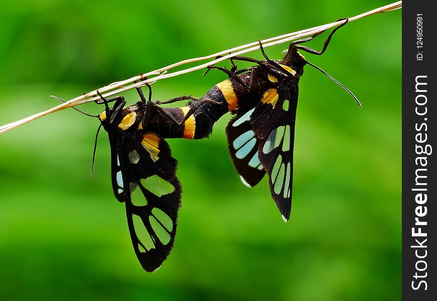 The two butterflies are mating on the plant