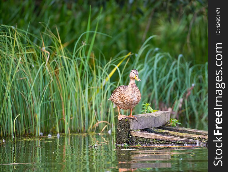 Gadwall stands on orange legs on a floating wooden pallet and lo