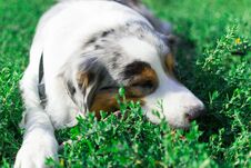 The Australian Shepherd Has A Rest In Nature. Posing At The Camera Stock Images