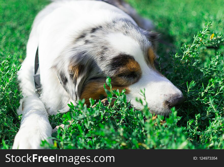 The Australian shepherd has a rest in nature. posing at the camera