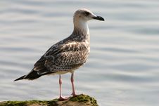 Sea Gull Close-up Royalty Free Stock Photo