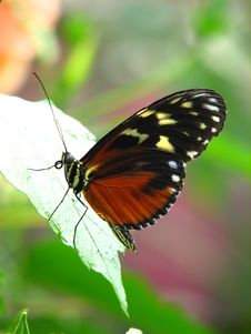 Side View Of A Brown Clipper Butterfly Stock Photos Side View Of A Brown Clipper Butterfly Stock Photos