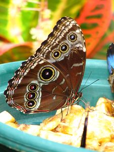 Close Up Of Common Blue Morpho Butterfly Royalty Free Stock Photography Close Up Of Common Blue Morpho Butterfly Royalty Free Stock Photography