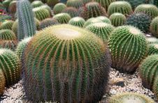 Cacti Royalty Free Stock Photos