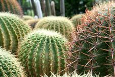 Cacti 2 Royalty Free Stock Image Cacti 2 Royalty Free Stock Image
