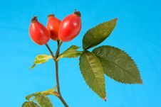 Wild Rose On Blue Royalty Free Stock Images Wild Rose On Blue Royalty Free Stock Images