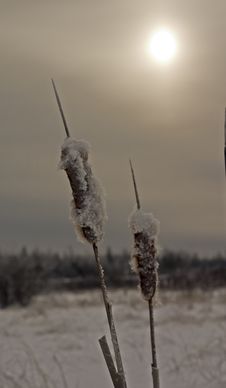 Frozen Cat Tails Royalty Free Stock Image