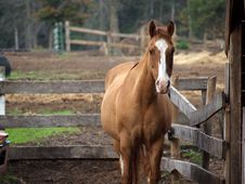 Chestnut Horse In Paddock Stock Images Chestnut Horse In Paddock Stock Images