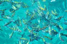 Fish In The Sea Royalty Free Stock Images