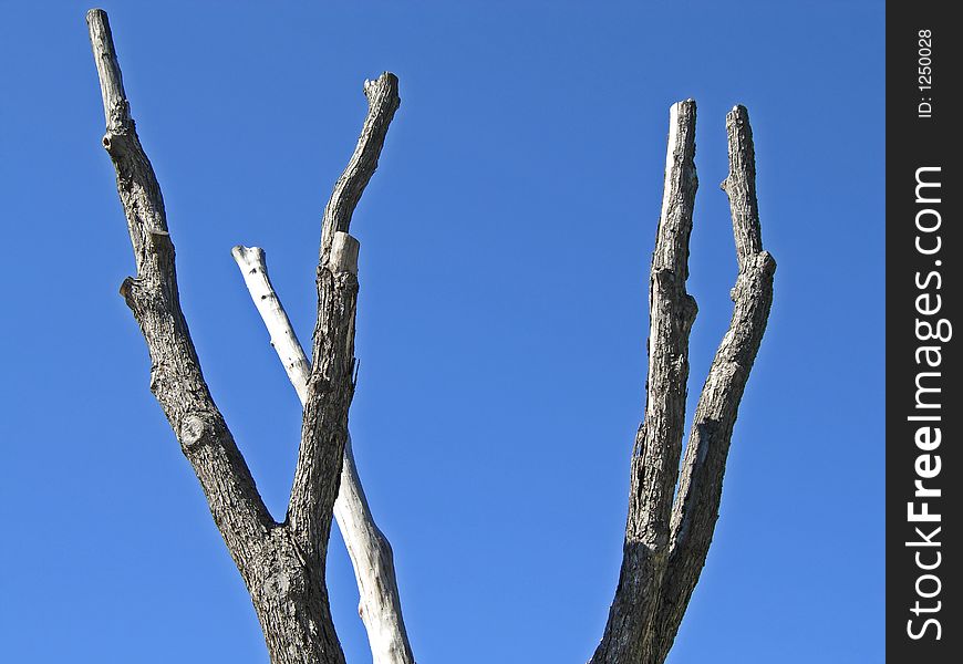 Dead branches against a really blue sky.