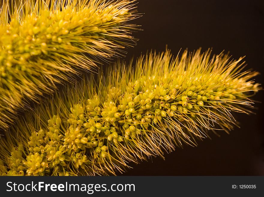 Closeup of a couple of strands of ornamental grass.