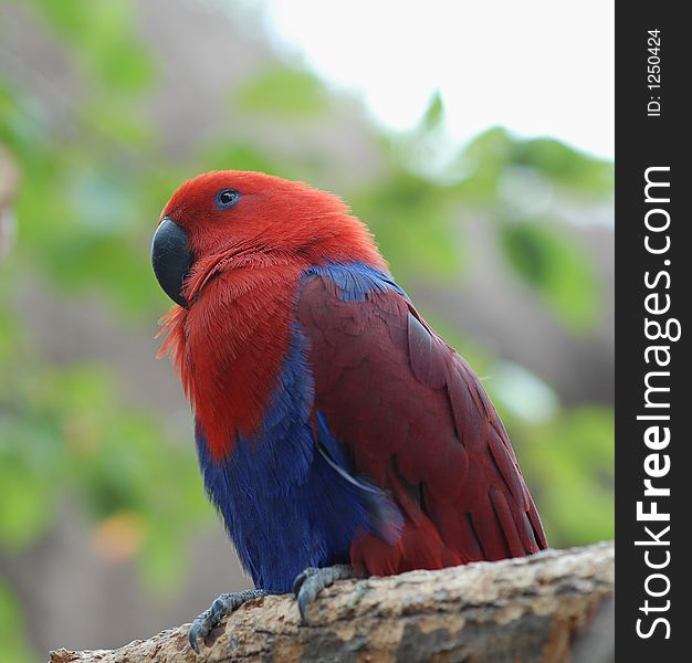 Brightly colored parrot sitting on the branch
