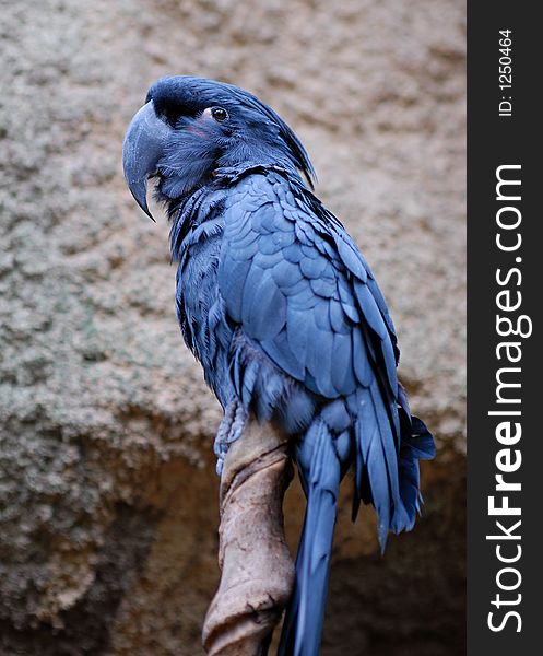 Big blue parrot sitting on the branch