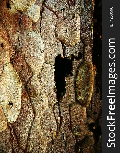 Inside of tree bark showing texture and pattern