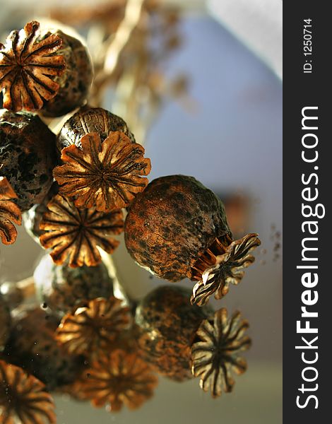 Poppy Reflected Seedheads