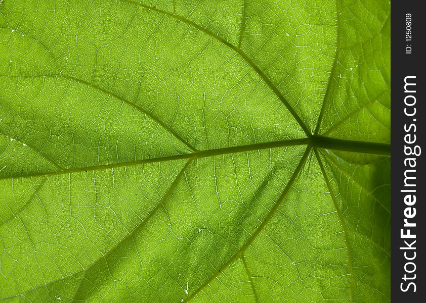 A close up of the details of the underside of a large leaf. A close up of the details of the underside of a large leaf.