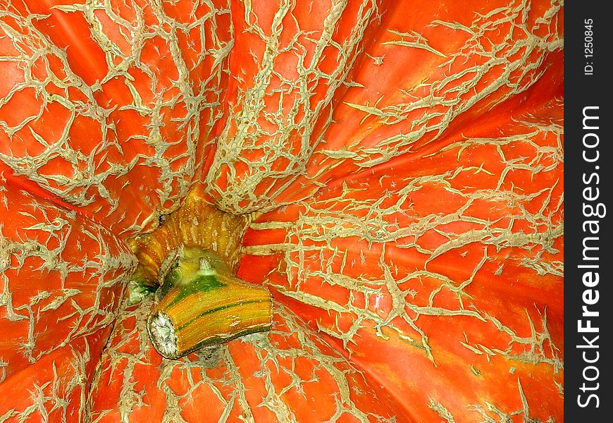 Center of a giant pumpkin taken at the state fair.