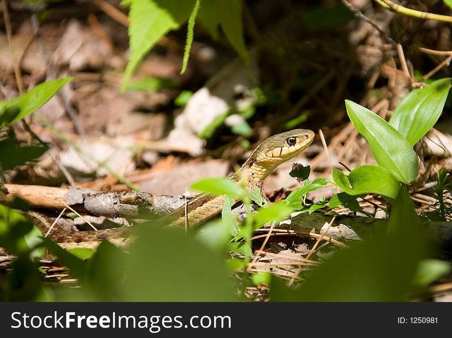Snake algonquin national park ontario