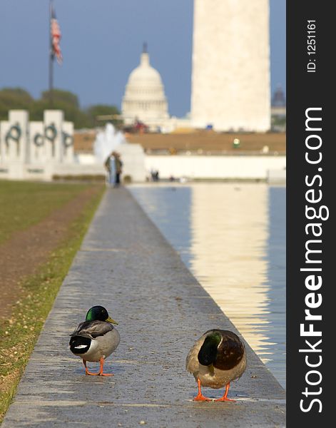 Two ducks on US Capitol background