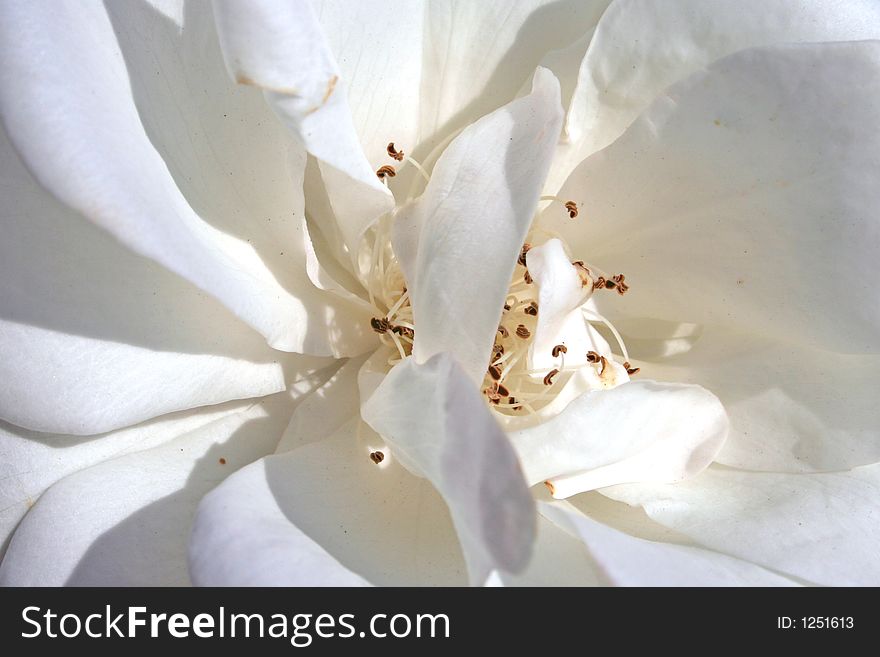 Close-up on the center of a white rose. Close-up on the center of a white rose