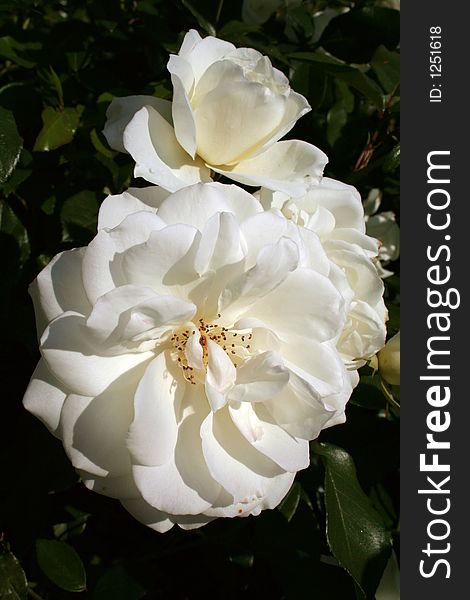 Two white rose flowers in bloom. Two white rose flowers in bloom