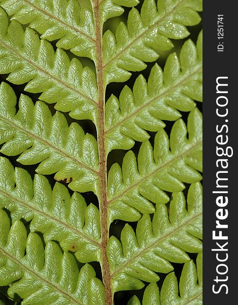 Detail image of a Fern's leaf structure.