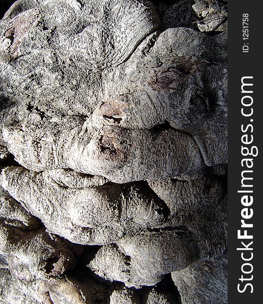 A wrinkled bark of a centenary ficus. A wrinkled bark of a centenary ficus