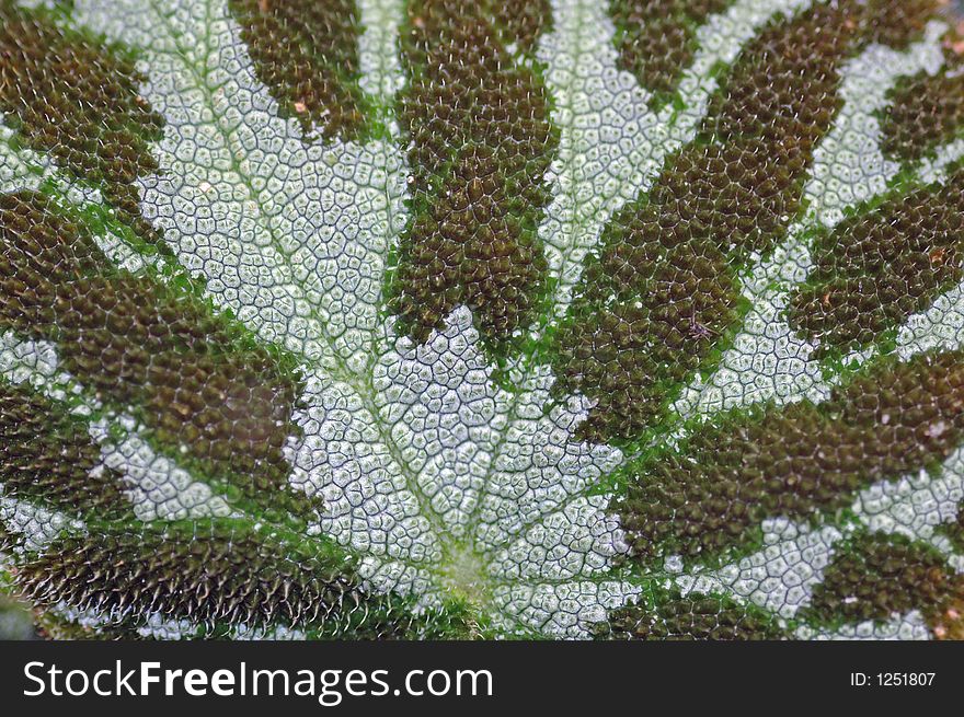 Macro image of a leaf's detail. Macro image of a leaf's detail.