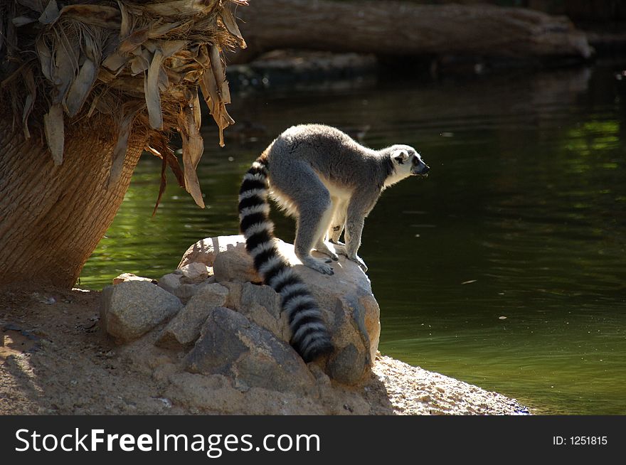 Ringtail Lemur with a beautiful tail hanging out