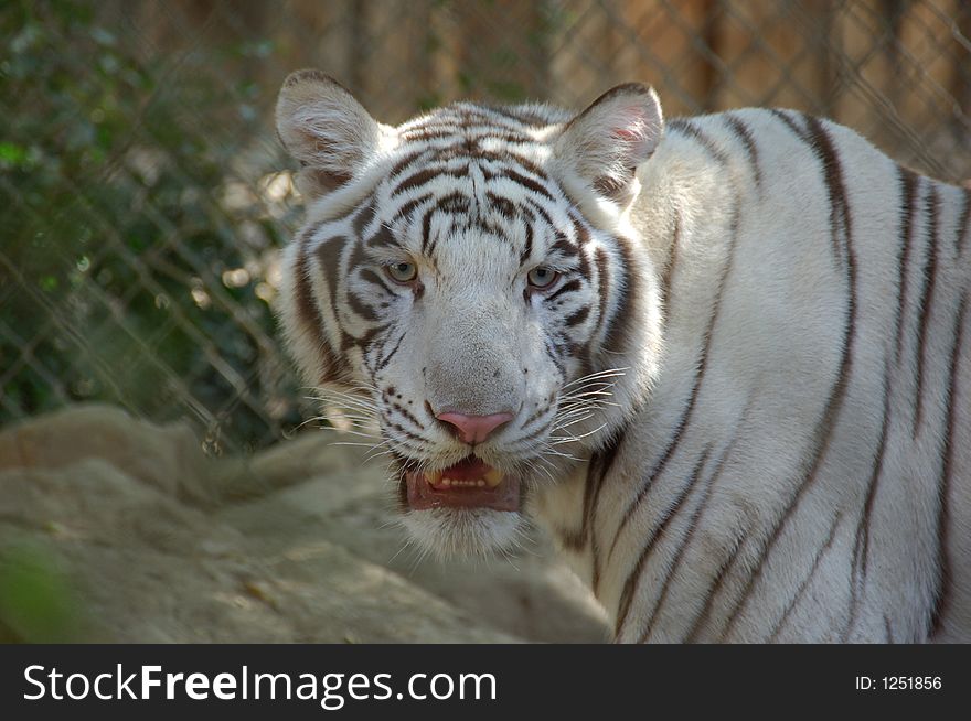 White Tiger Hanging Out