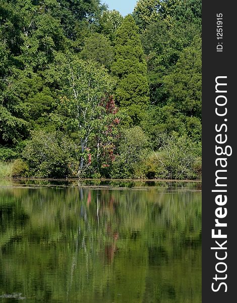 Lakeside greenery and trees mirrored in lake. Lakeside greenery and trees mirrored in lake