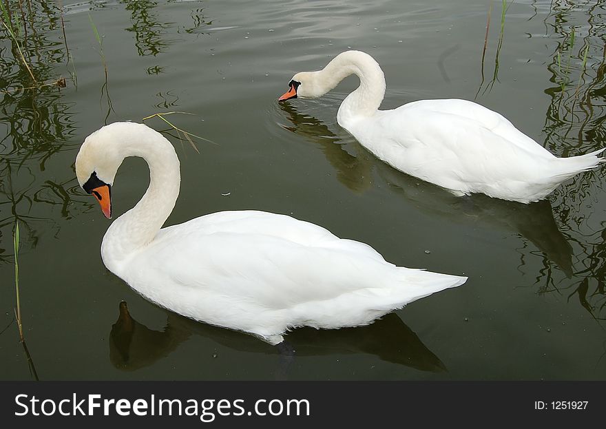 Two swans on the lake. Two swans on the lake