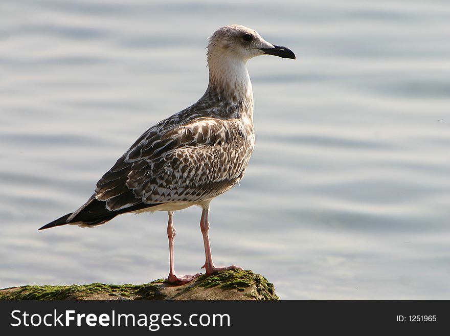 Sea gull close-up