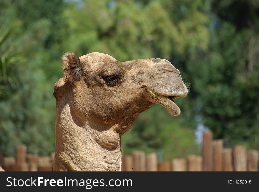 Head of a camel in the Zoo. Head of a camel in the Zoo