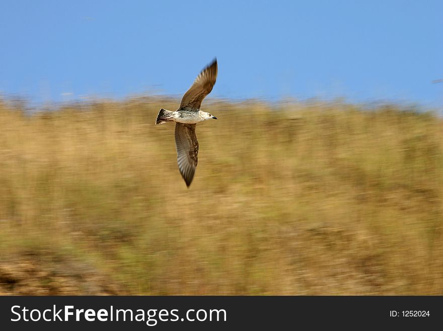Sea gull spped flying near shore, motion blur. Sea gull spped flying near shore, motion blur
