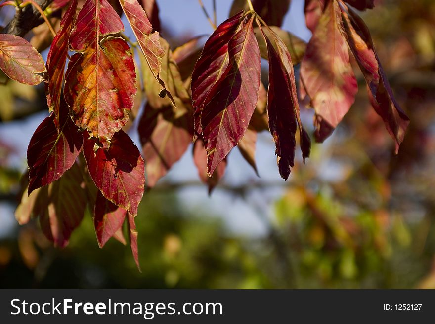 Branch of colorful autumn leaves on the blue sky background. Branch of colorful autumn leaves on the blue sky background