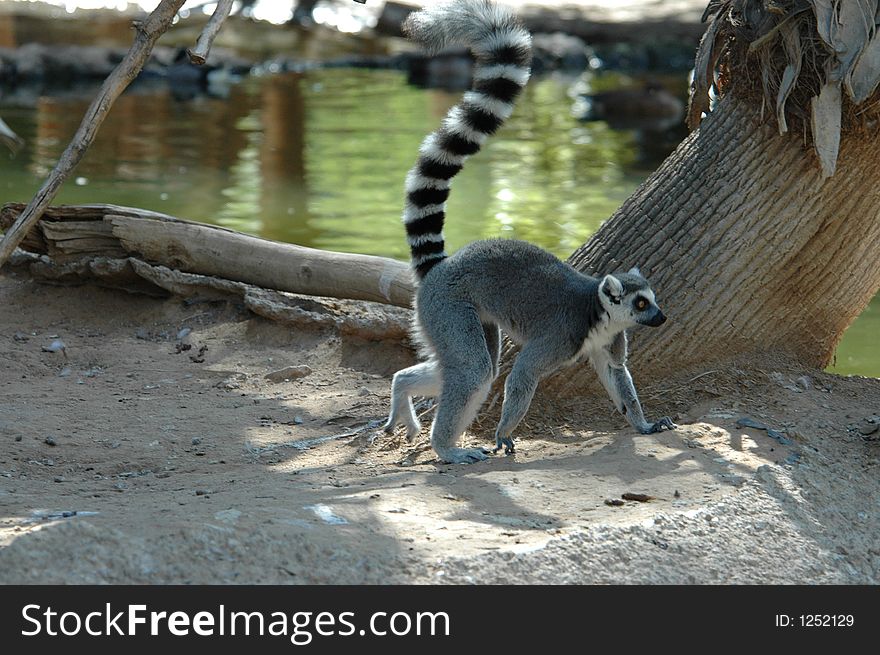 Ringtail Lemur with a beautiful tail hanging out