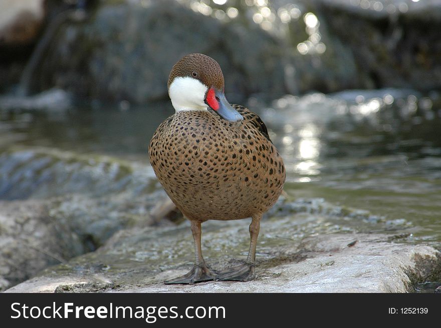 Beautiful Duck hanging out on a rock