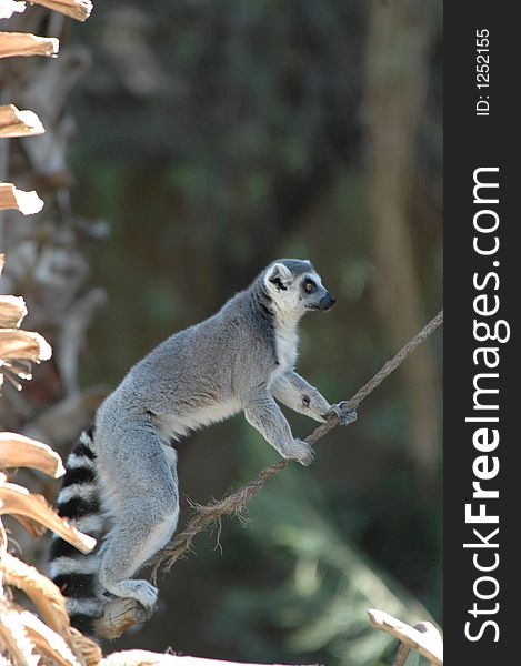Ringtail Lemur with a beautiful tail hanging out
